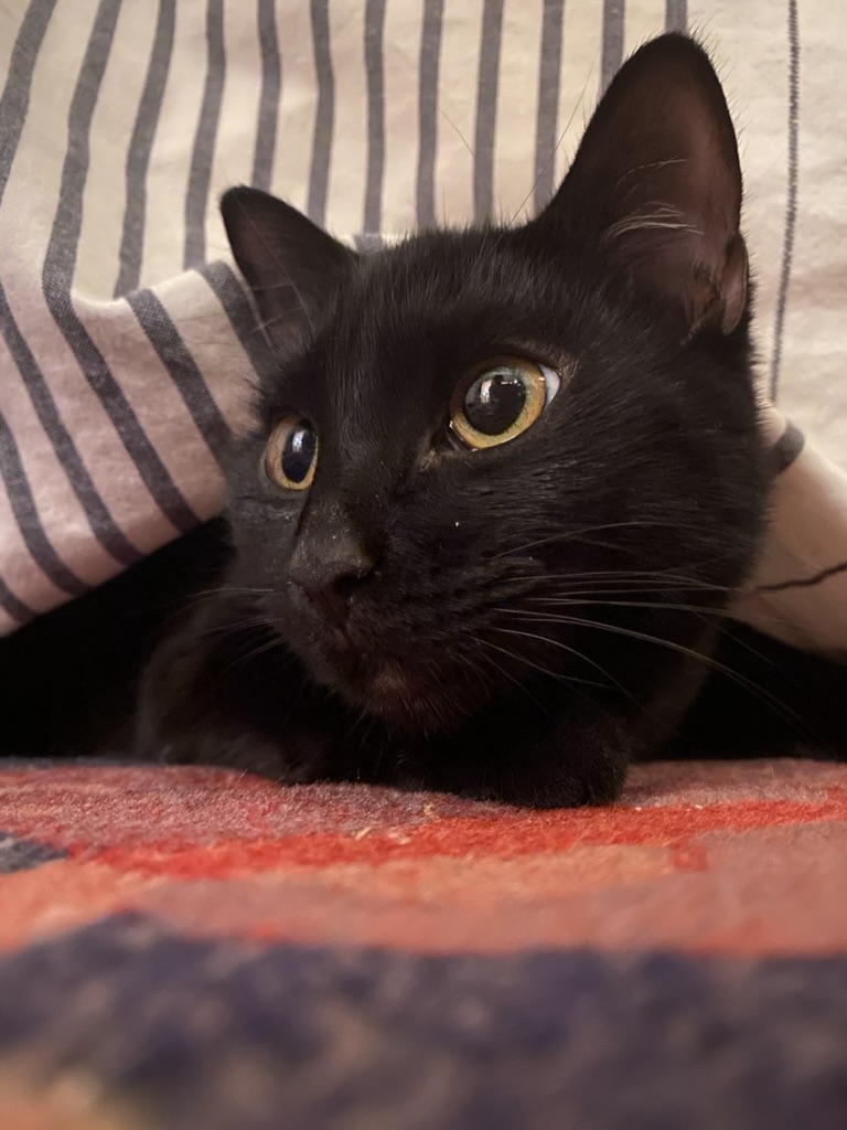 Boba the Black Cat with striking golden eyes